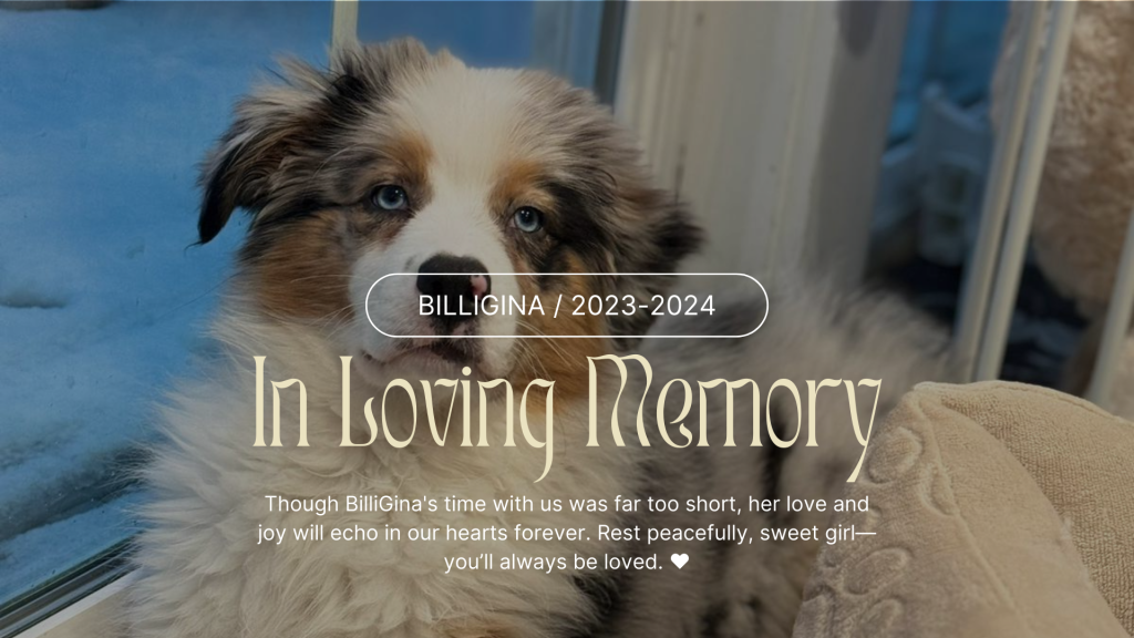 Though BilliGina's time with us was far too short, her love and joy will echo in our hearts forever. Rest peacefully, sweet girl—you’ll always be loved. ❤️